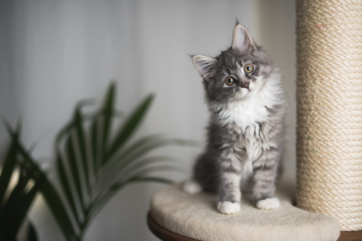 Experiment zeigt: Katzen kennen unsere Namen