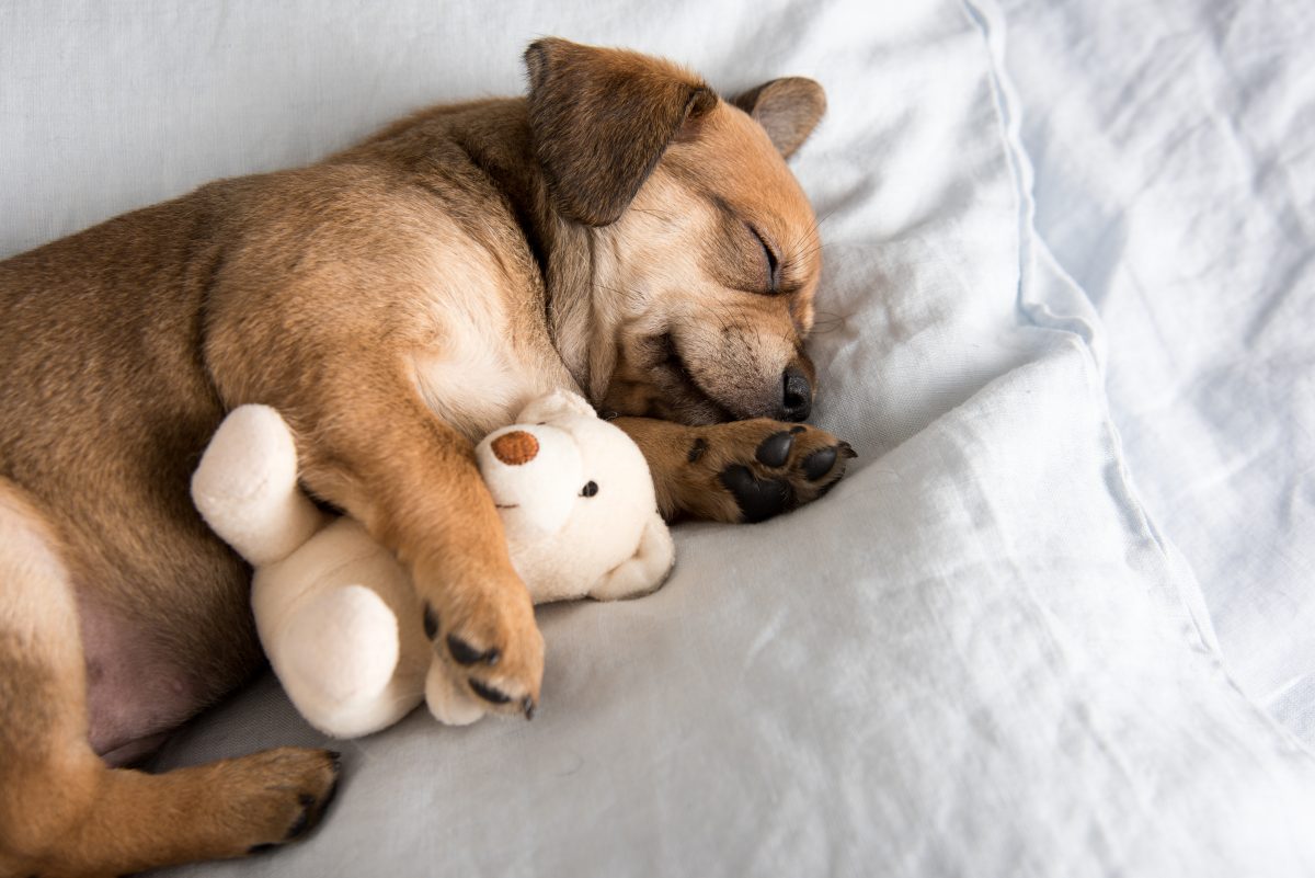 Wer sich das Bett mit Haustieren teilt, schläft besser – laut Studie
