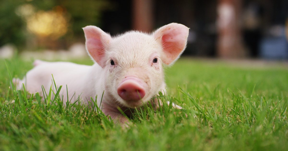 Pigcasso: Dieses Schwein malt Bilder – und macht damit richtig viel Geld