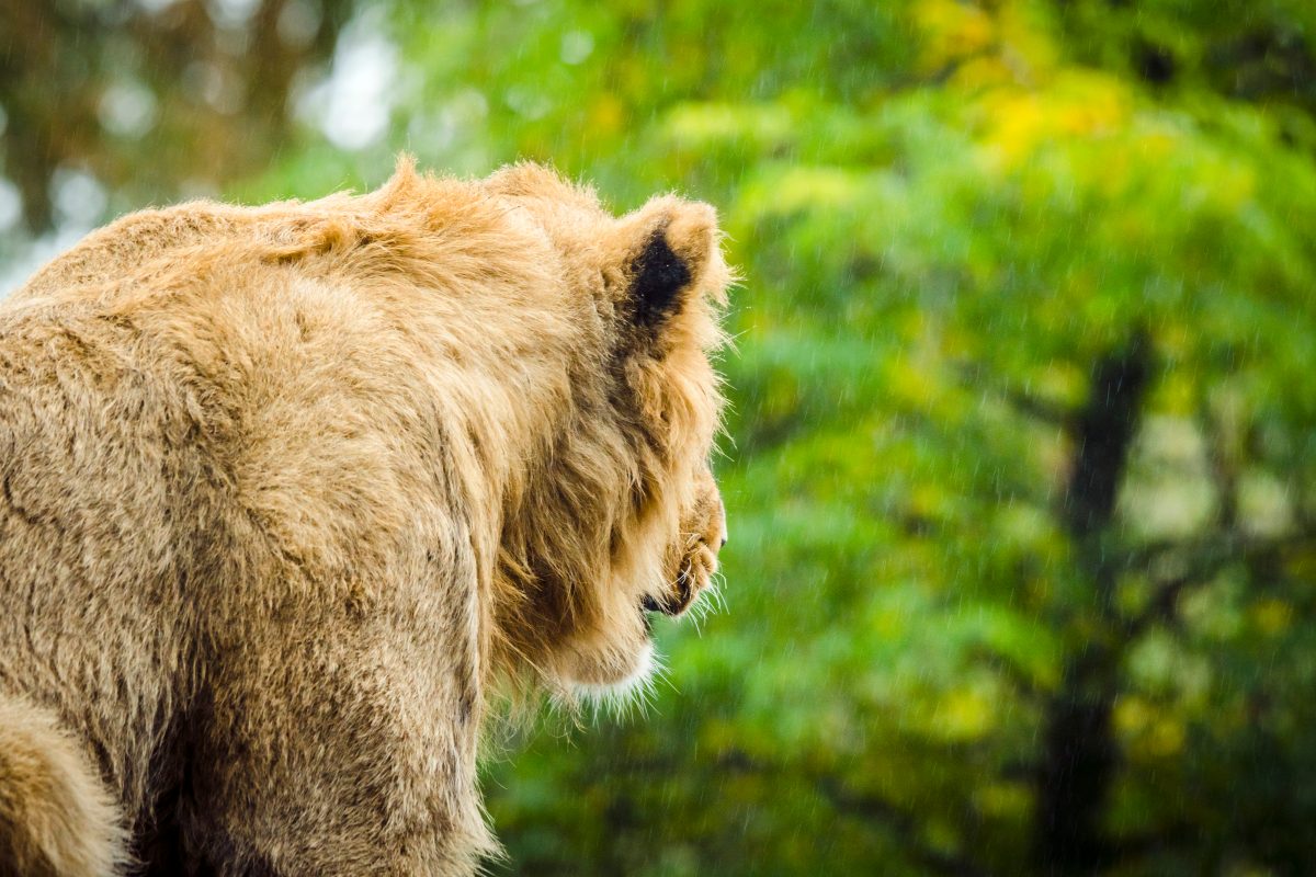 Löwe mit Stirnfransen amüsiert das Netz