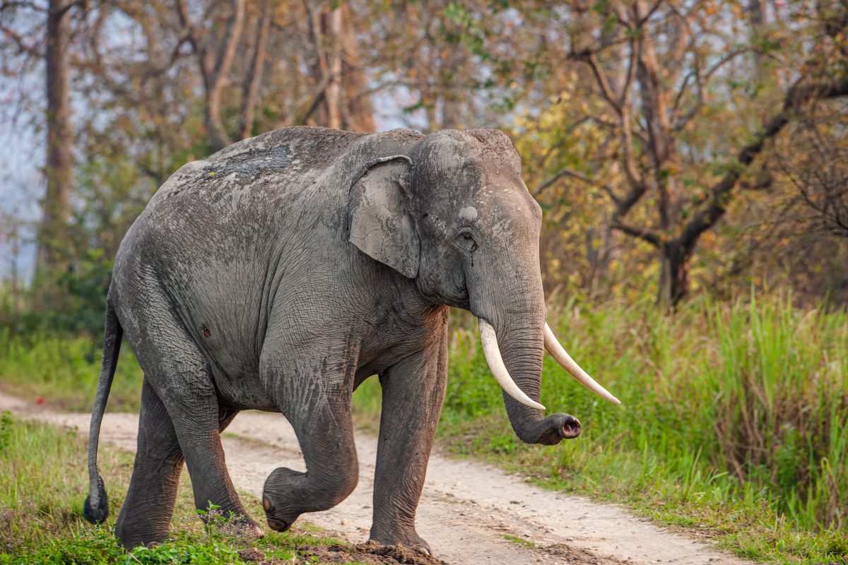 Elefant tötet Frau – und attackiert ihren Leichnam bei Begräbnis nochmal