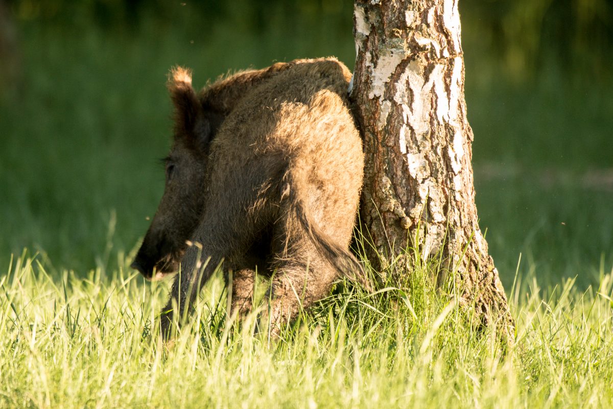 Australien: Schwein klaut Campern 18 Dosen Bier und hat Vollrausch