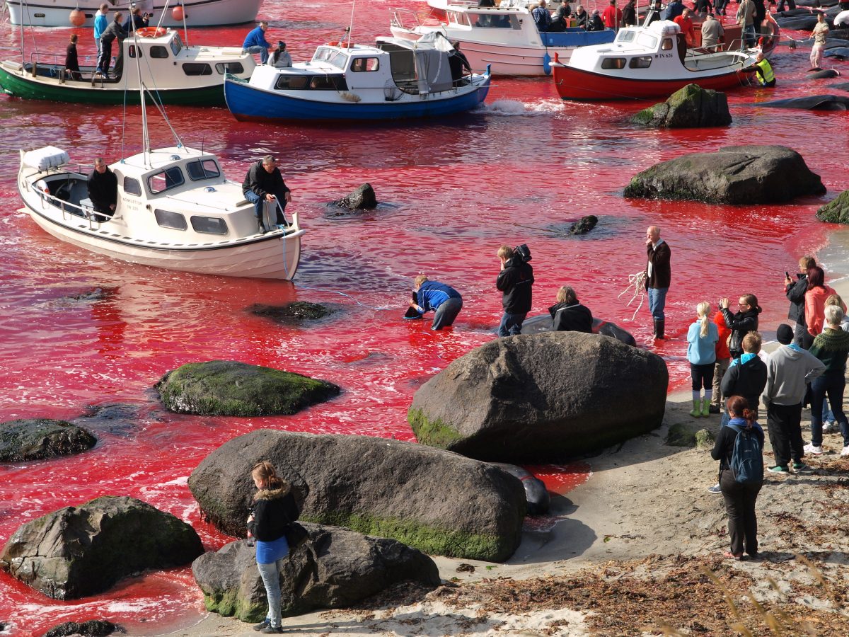 Nach internationaler Kritik: Färöer Inseln beschränken Delfinjagd auf 500 Tiere pro Jahr