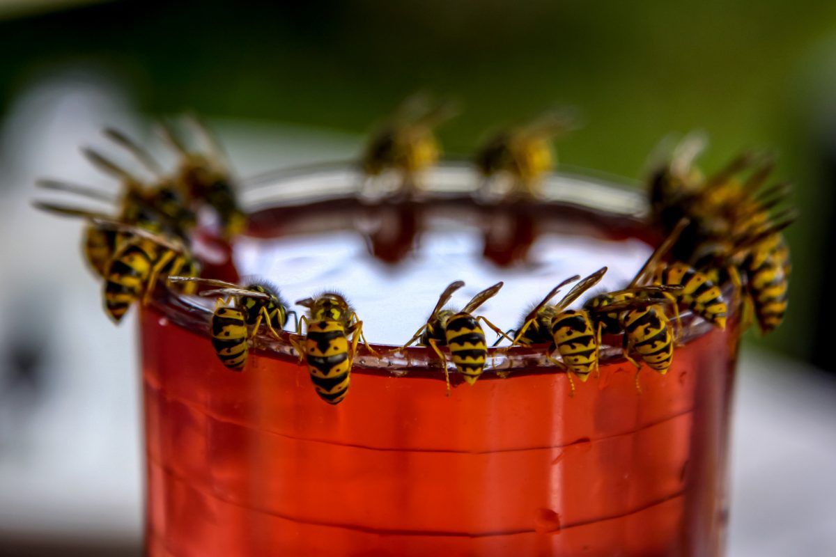 Dieser Trick hilft bei nervigen Wespen – wirklich!
