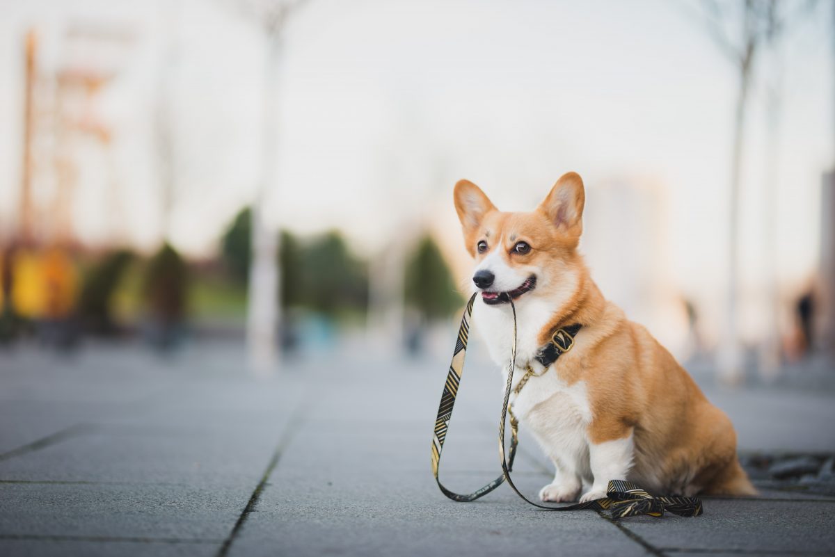 Italien: Hundebesitzer müssen Trinkflasche beim Gassigehen mitnehmen – um den Urin ihrer Hunde wegzuspülen