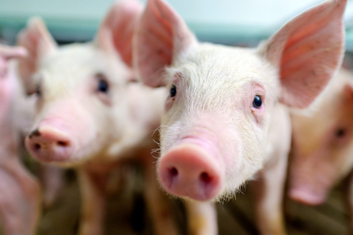 Grausamer Fund: Beamte entdecken 1.000 tote Schweine auf Grundstücken