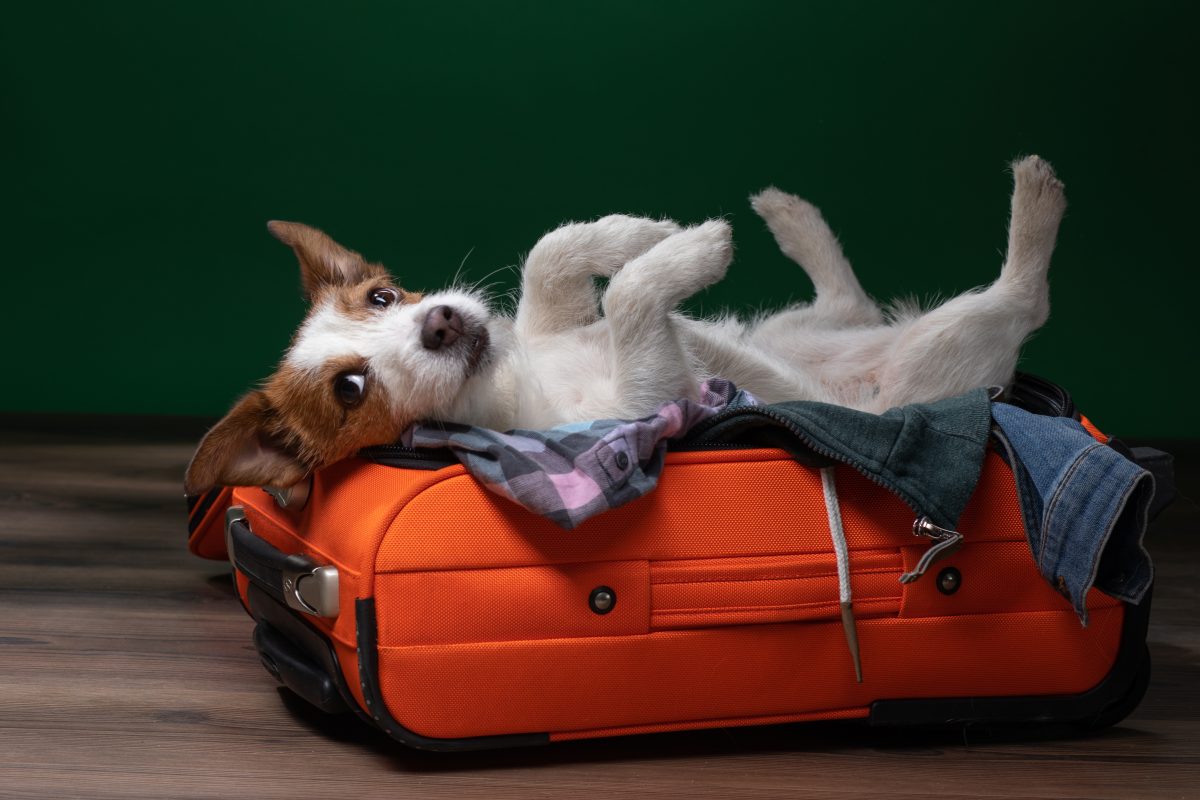 Wegen Chaos am Flughafen: Hund 21 Stunden lang verschollen