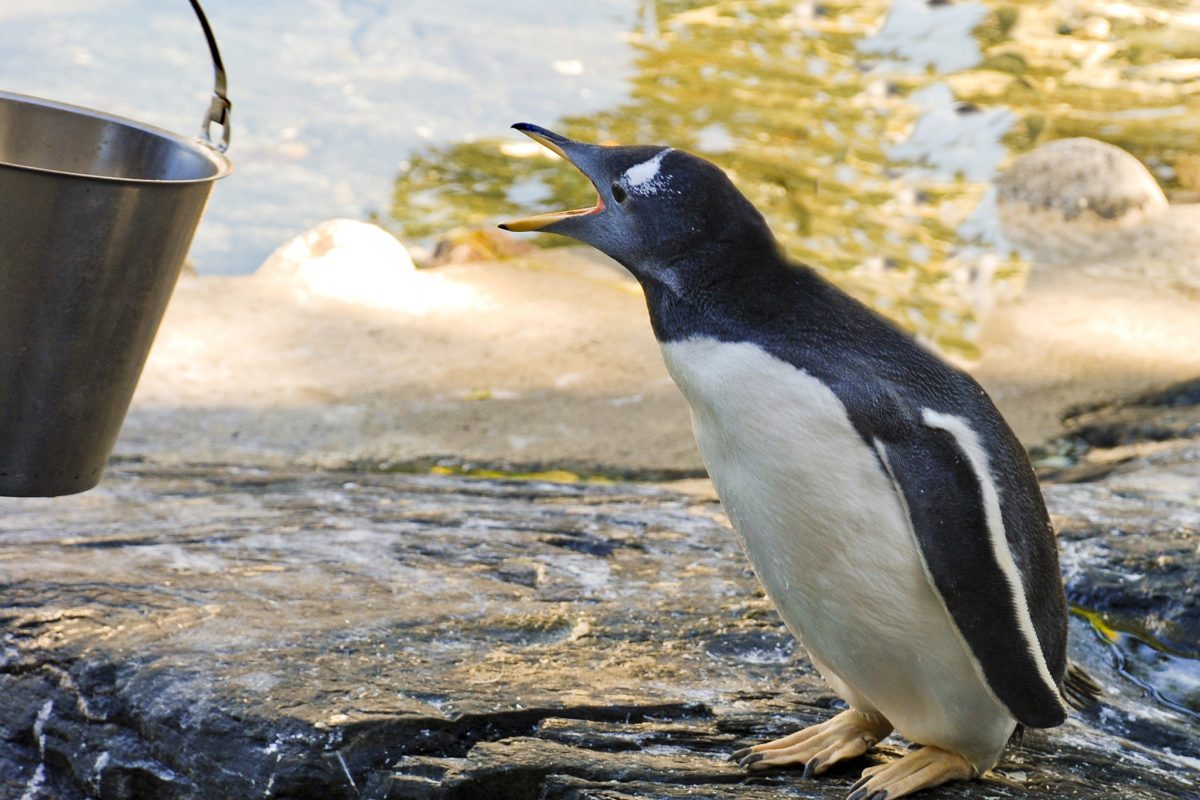 Zoo in Japan: Pinguine und Otter im Hungerstreik wegen Billig-Fisch