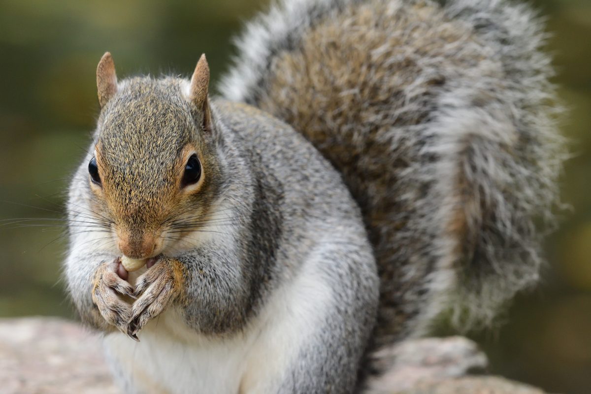 Grauhörnchen-Plage: Britische Nager bekommen jetzt Verhütungsmittel