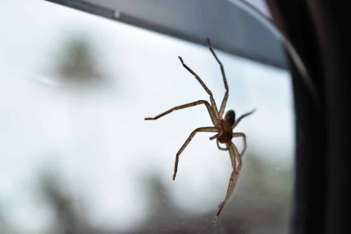 Frau entdeckt Spinnen im Auto und baut deswegen Unfall