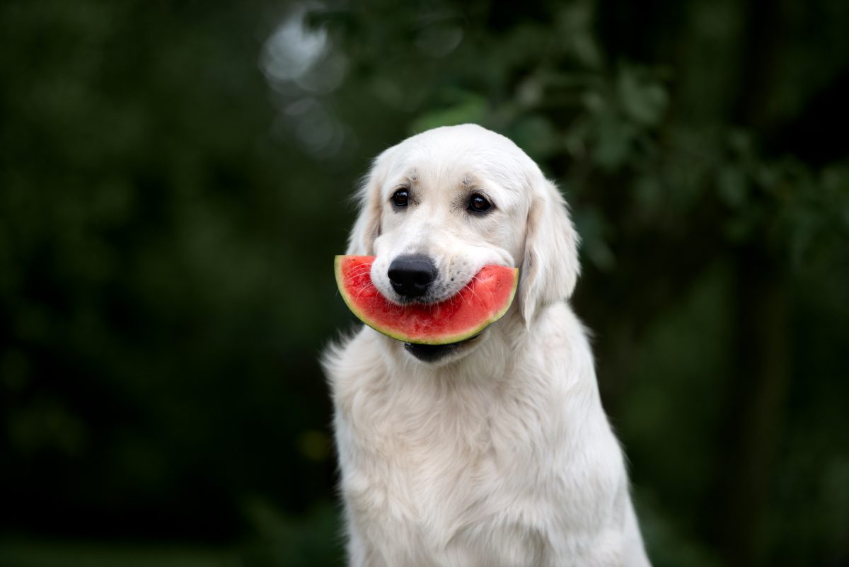 So erkennt ihr DIE perfekte Wassermelone im Supermarkt