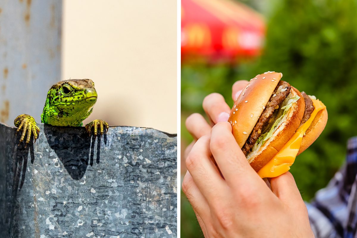 Frau findet zerquetschte Eidechse in Burger & bekommt lächerlichen Rabatt-Gutschein