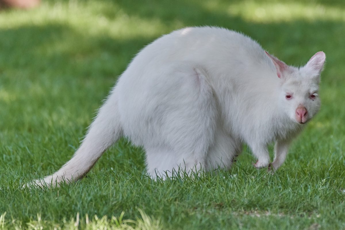 Deutschland: Jäger erschießt weißes Känguru auf der Autobahn