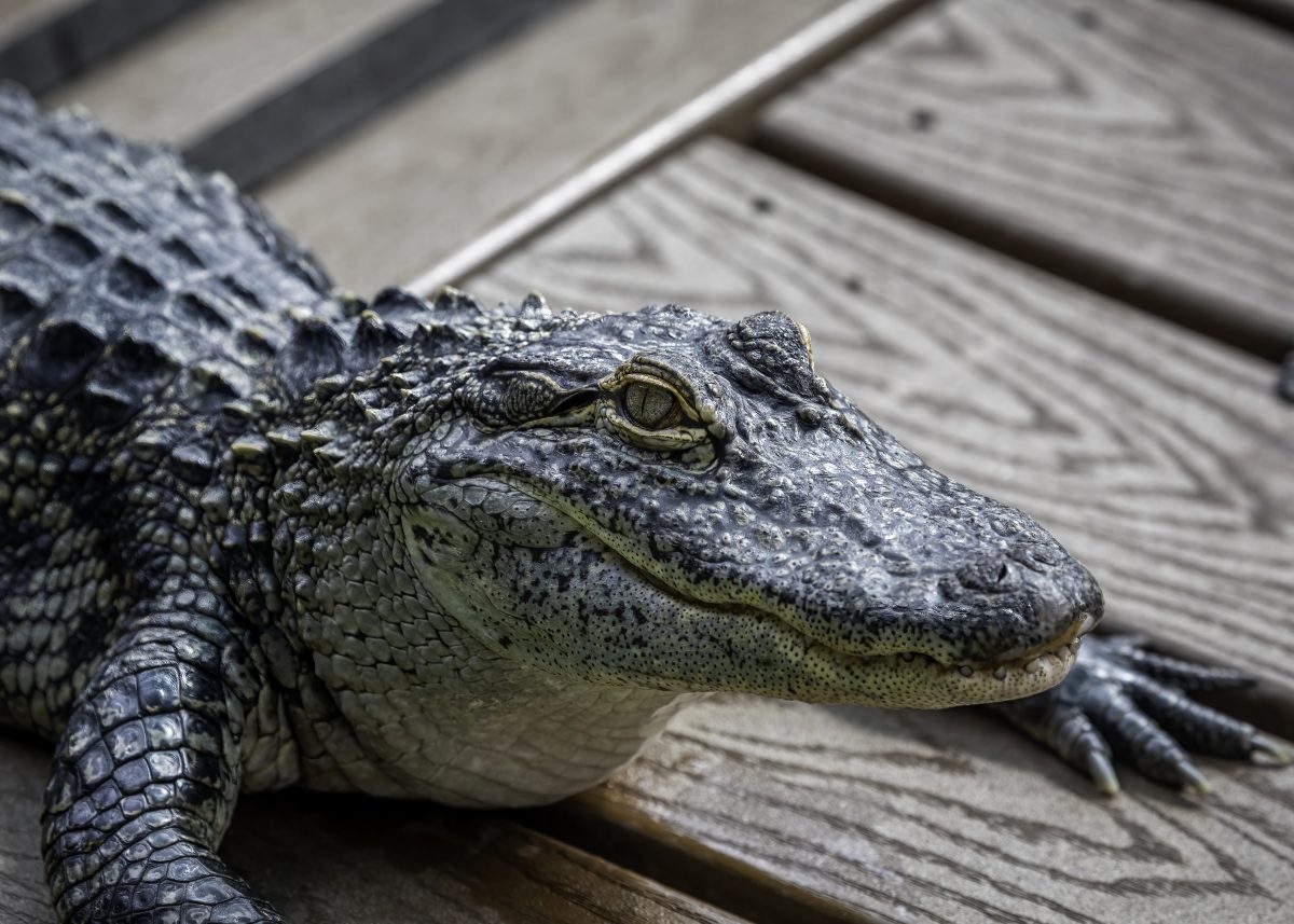 Video: Kleines Mädchen geht mitten in der Stadt mit einem Alligator Gassi