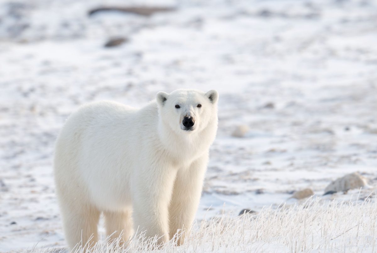 Eisbär verletzt Touristin in Norwegen und wird getötet