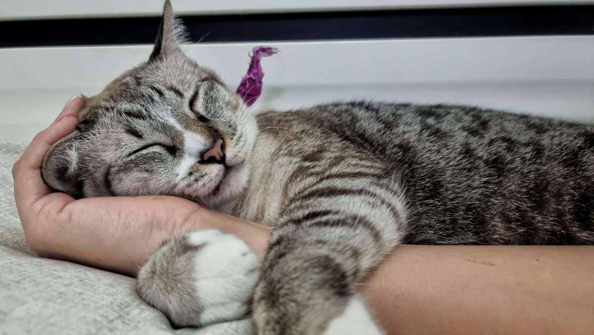 Kater rettet seinem Frauchen das Leben, als diese einen Herzinfarkt erleidet