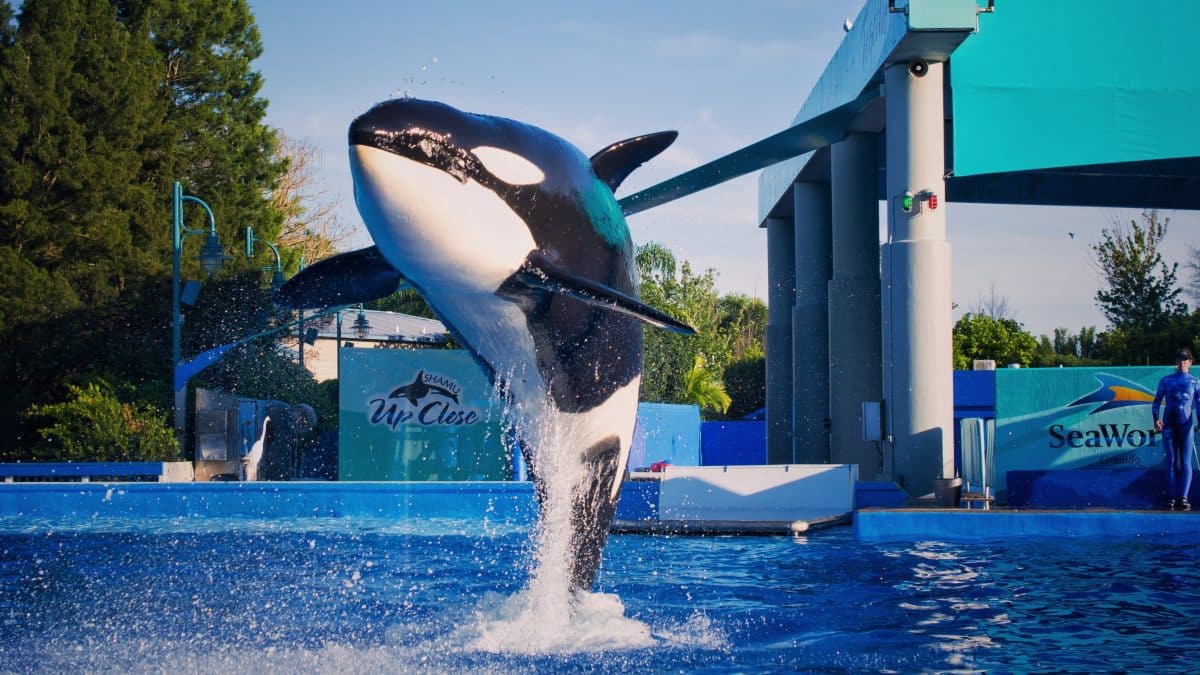 Schockierendes Video: Orcas zerfleischen sich gegenseitig in Freizeitpark
