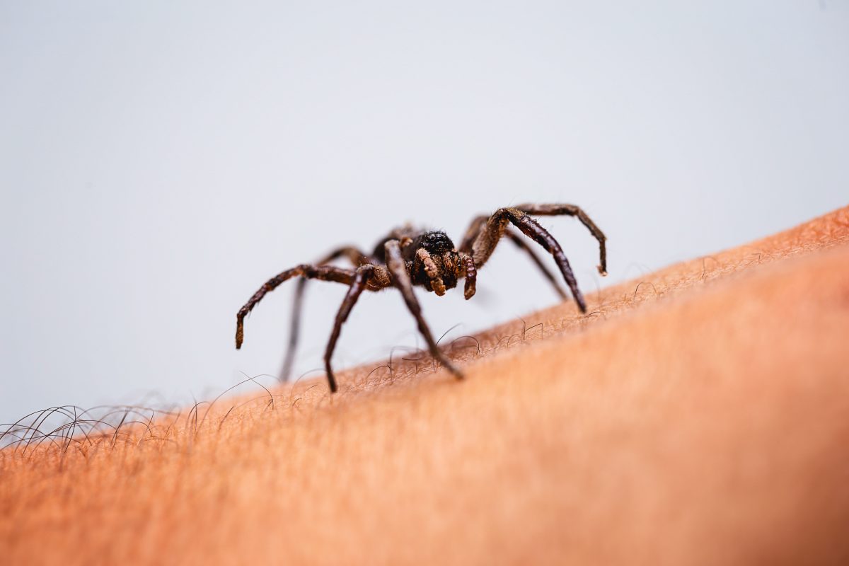 Mann verursacht einen Großbrand- weil er eine Spinne töten wollte