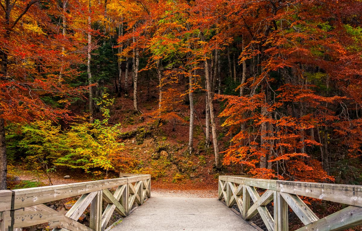 Diese Sternzeichen sehnen sich schon nach dem Herbst