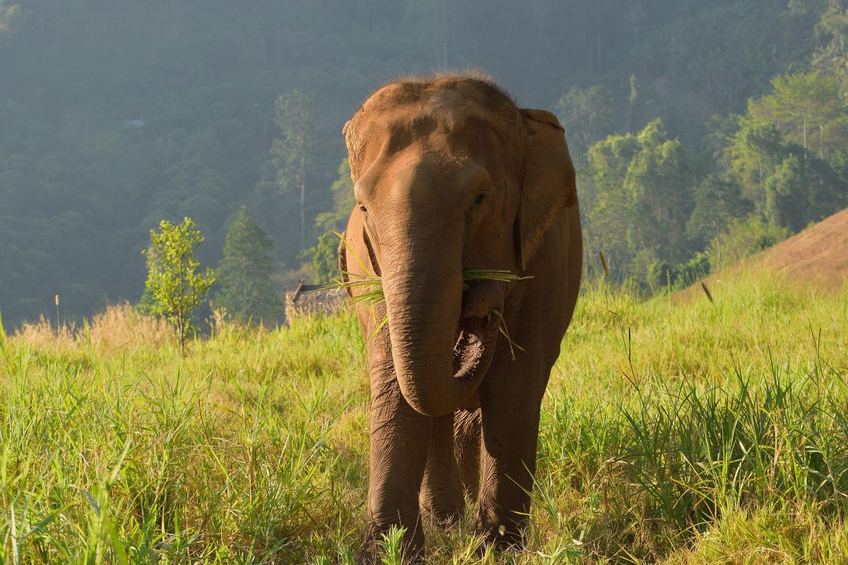 Elefant reißt Besitzer in zwei Teile, nachdem er tagelang bei Hitze schleppen muss