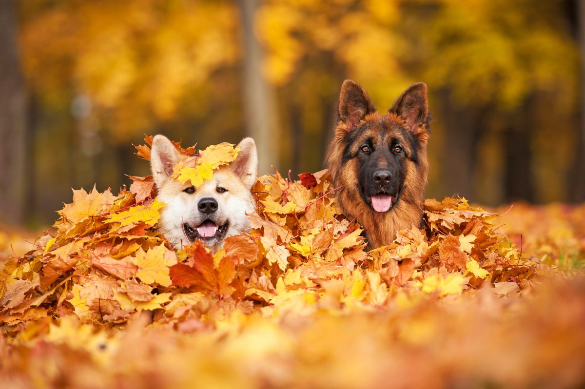 Auf diese Sternzeichen wartet ein Herbst voller Liebe