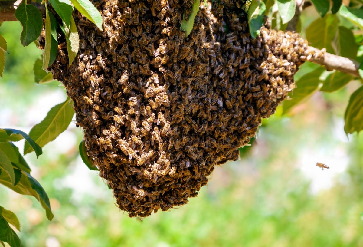 Mann wird 20.000 Mal von Bienen gestochen und lag im Koma