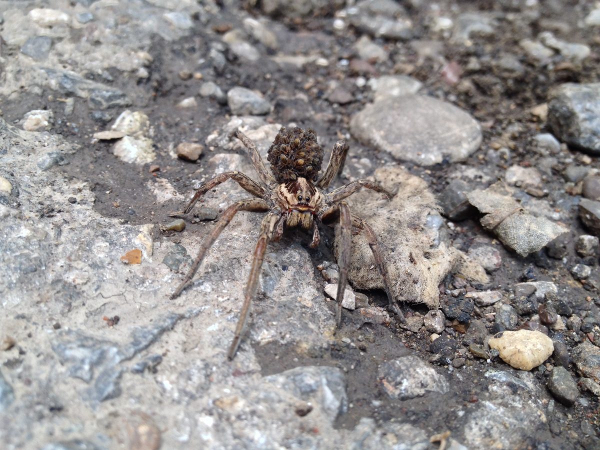 Nosferatu-Spinne im Anmarsch: Das solltest du tun, wenn sie in deiner Wohnung ist