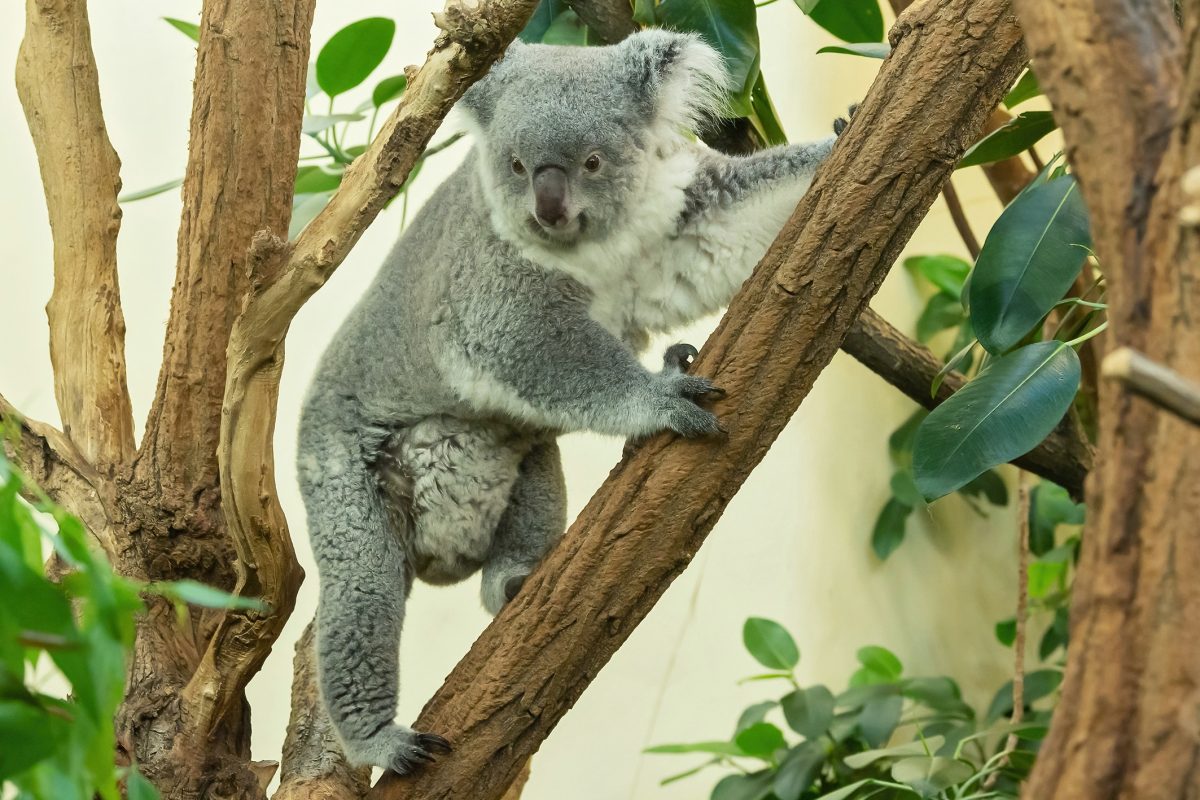 Koala-Baby in Tiergarten Schönbrunn geboren