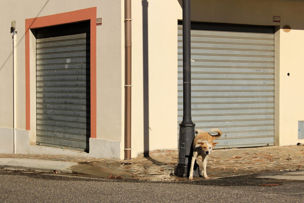 Diese Straßenlaterne wird mit Hundekot betrieben