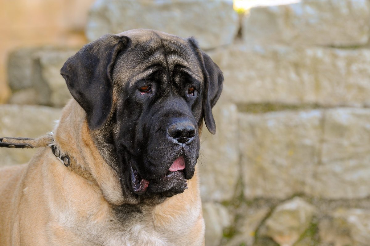Nachbarn entdecken Hund mit abgetrenntem Arm im Maul – und vermuten Schlimmes