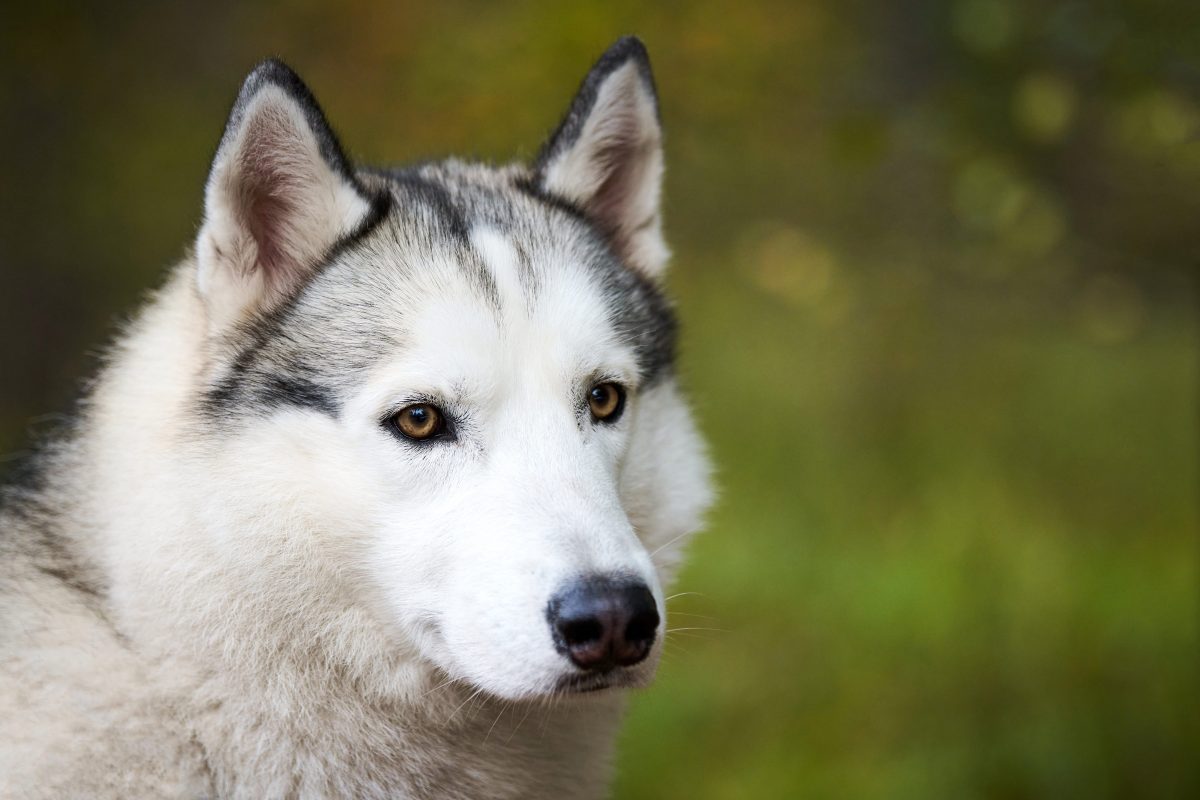 USA: Frau erschießt und häutet versehentlich Hund statt Wolf