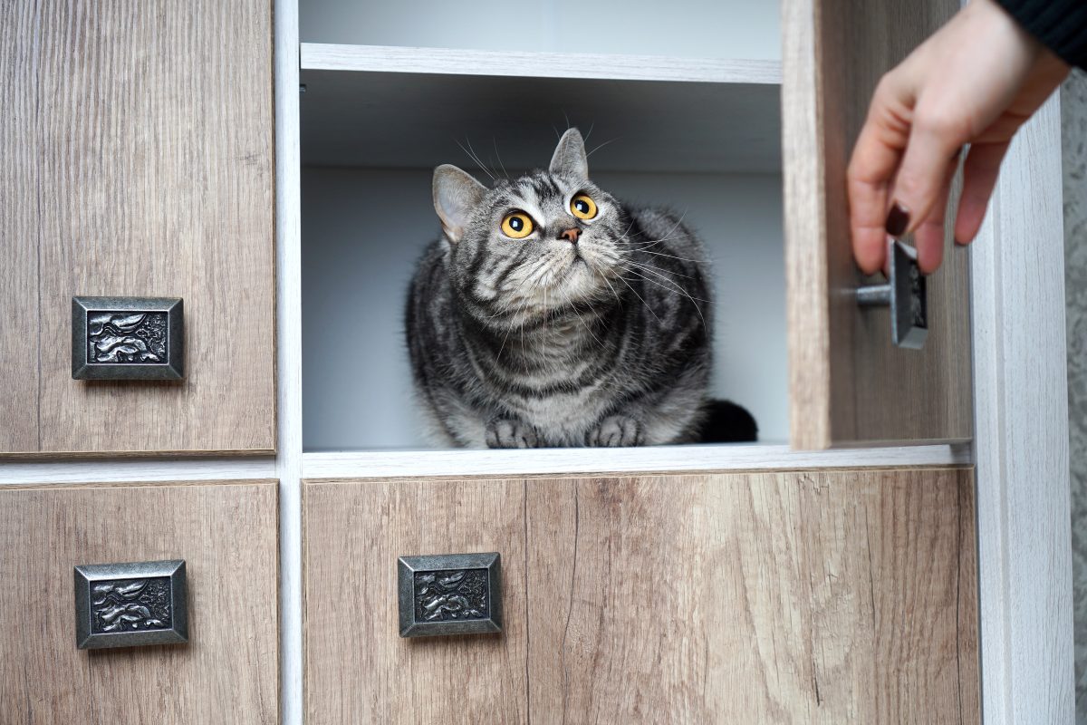 Frau wird unerwartet schwanger und findet heraus, dass ihr Kater daran schuld ist