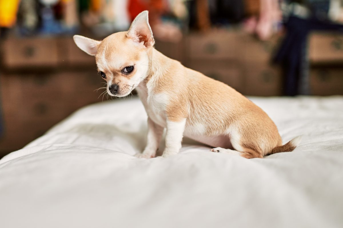 Ekelhafter Grund: Frau nach Nickerchen mit Chihuahua in Spital eingeliefert