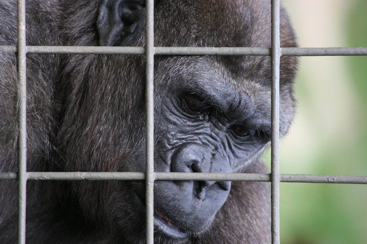 Horror-Zoo in Thailand: Gorilla lebt seit 30 Jahren ohne Tageslicht hinter Gittern