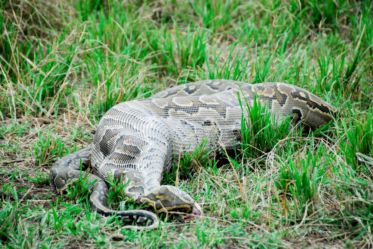 Vermisste Großmutter tot im Bauch einer Python gefunden