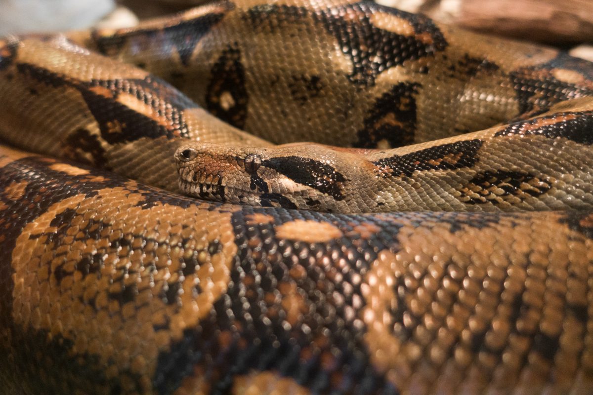 Riesen-Python in Schulbus entdeckt – Video geht viral