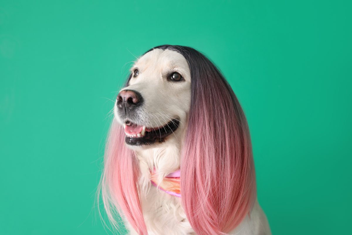 „Wie Rapunzel“: Hund mit der wohl schönsten Frisur ever geht viral