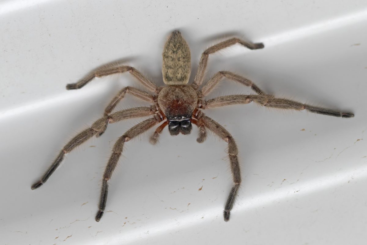 Riesenspinne klettert aus der Toilette: Video geht viral