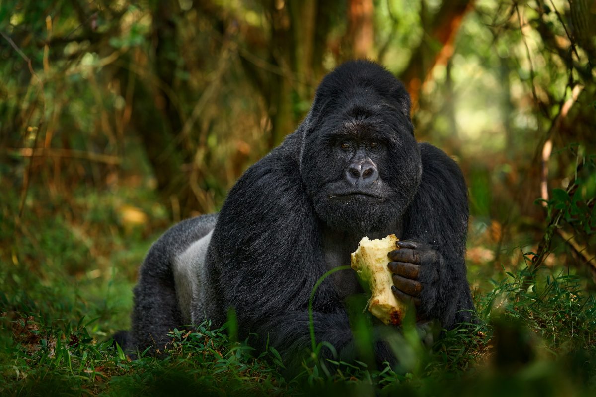 200 Kilogramm schwerer Gorilla mit DHL von Teneriffa nach London verschickt