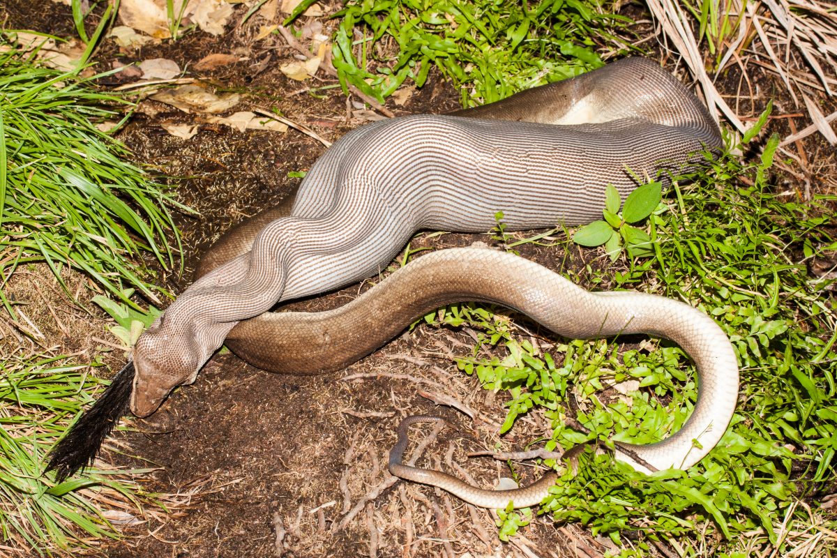 Verstörendes Video: Forscher schneiden Python auf und finden darin Riesen-Alligator