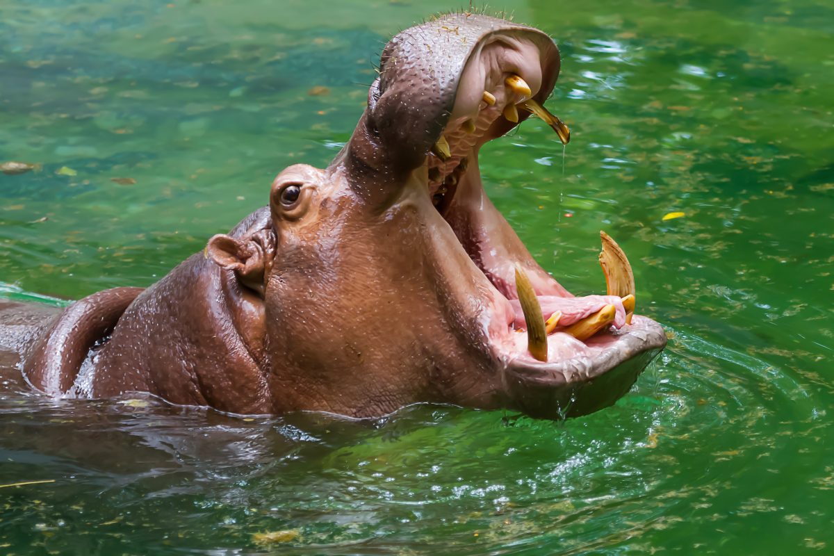 Hippo schluckt zweijährigen Jungen – und spuckt ihn wieder aus