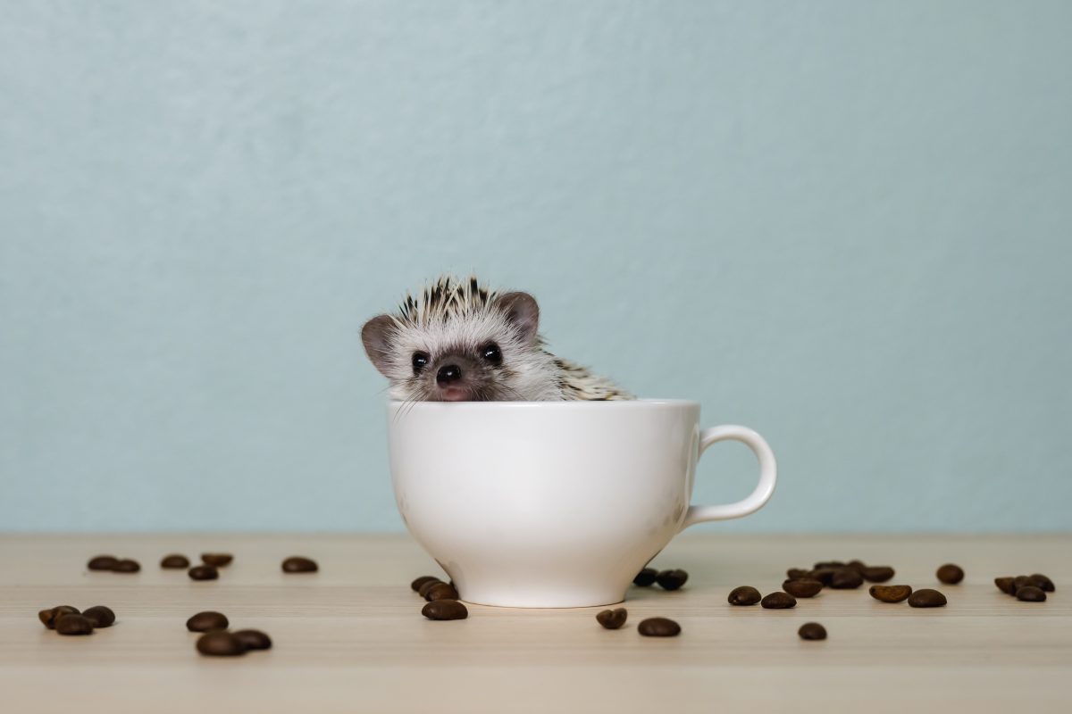 Ist das Tierquälerei? In diesem Café in Japan kann man mit Igeln kuscheln