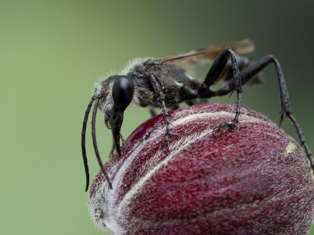Neue Studie zeigt: Auch männliche Wespen können stechen – mit ihren Genitalien