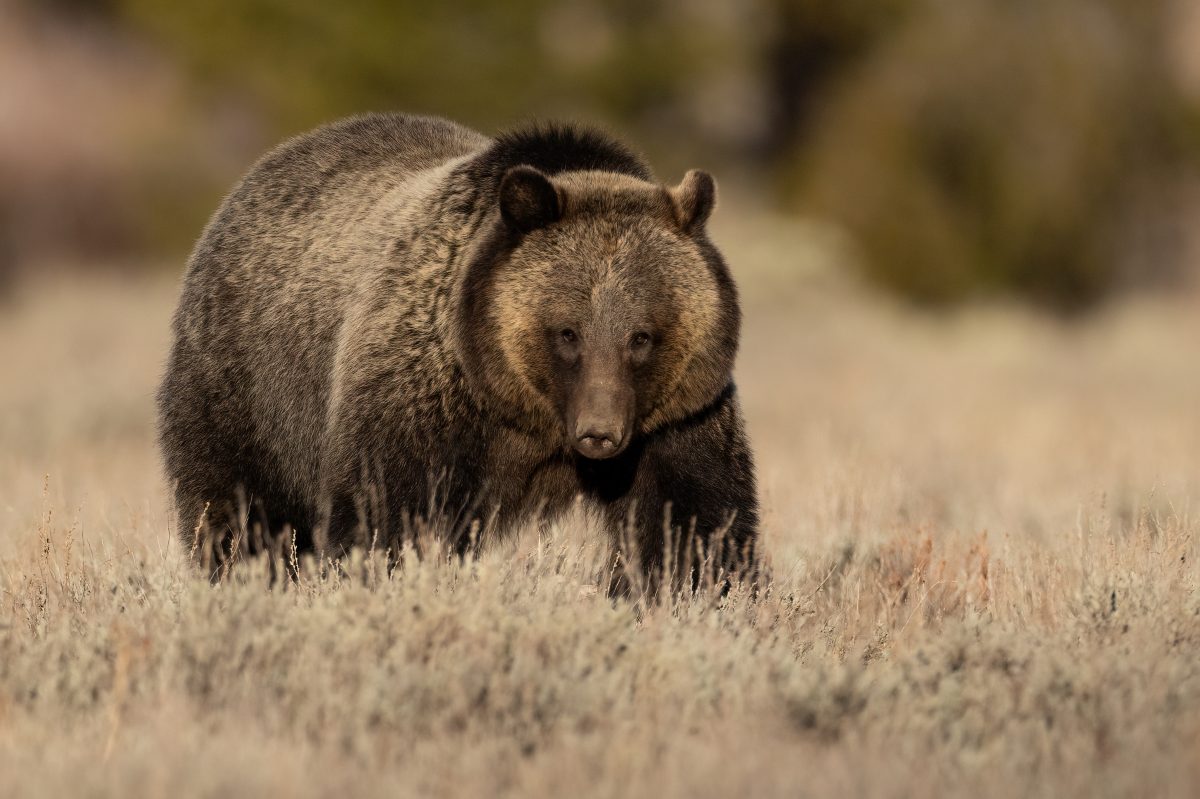 TikTok-Video zeigt: Outdoor-Hochzeit von Grizzlybär gecrasht, der Elch zerfleischt