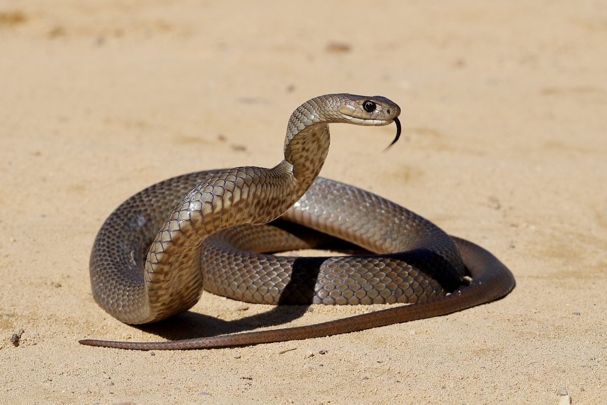 Forscher entdecken: Schlangen haben eine Klitoris