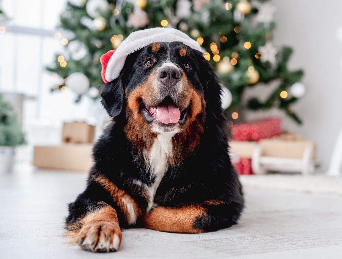 Über diese Weihnachtsgeschenke freuen sich eure Vierbeiner garantiert