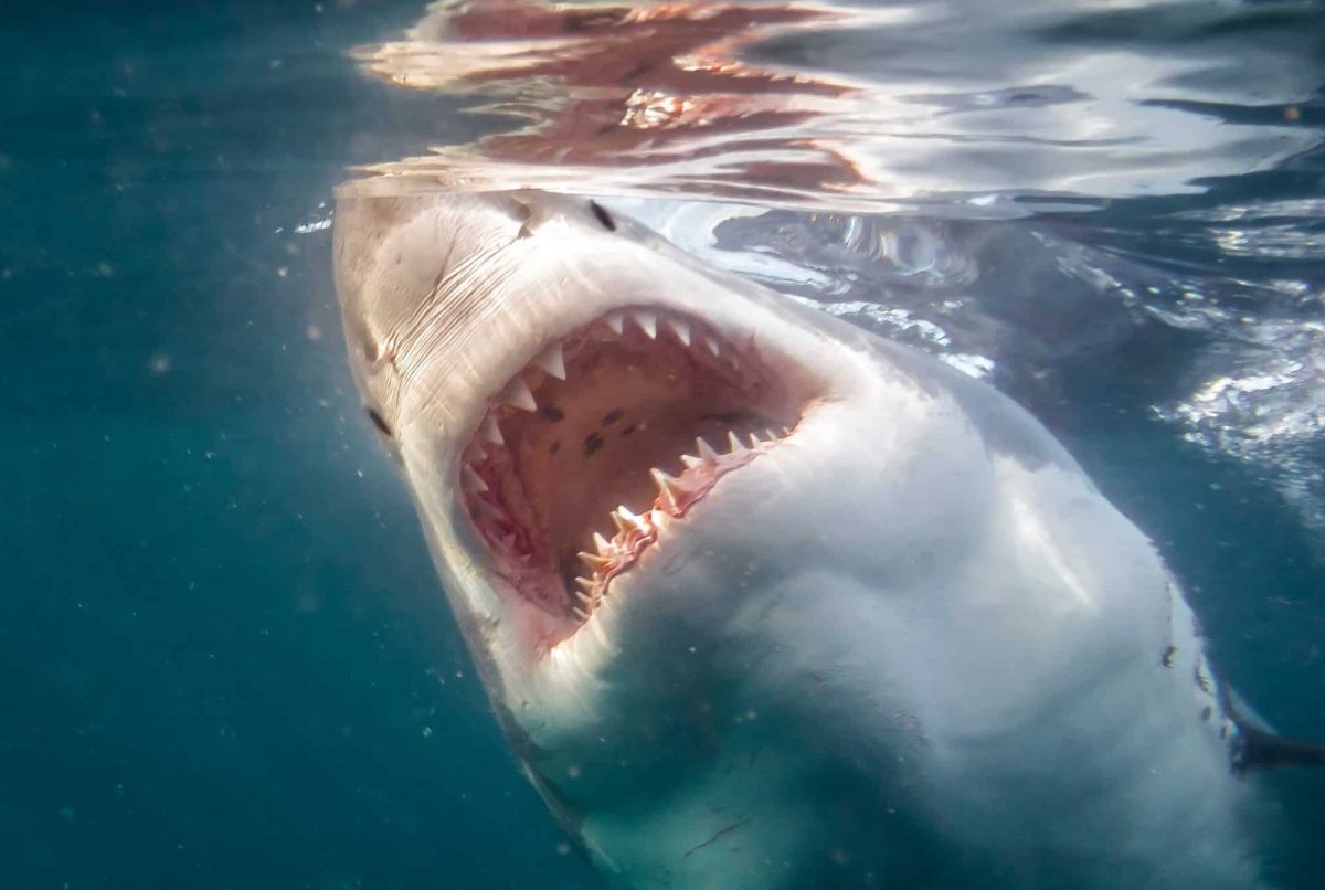 Steven Spielberg gesteht: Deshalb bedauert er „Der weiße Hai“