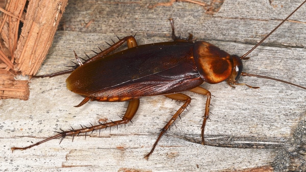 In einem Zoo in Texas kann man Kakerlaken nach dem Ex benennen lassen – und dann an Tiere verfüttern