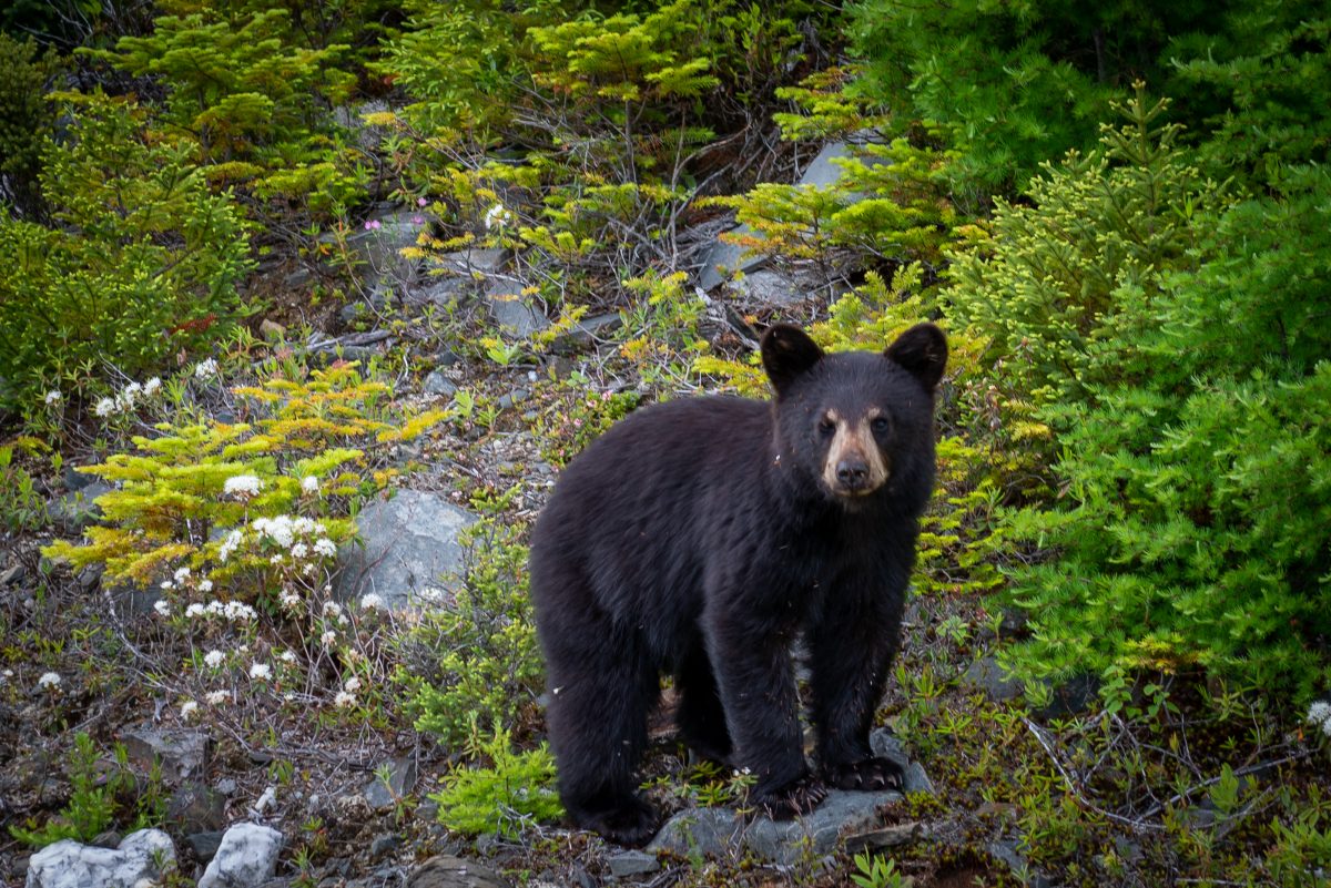 USA: Bär knipst über 400 Selfies vor Wildkamera