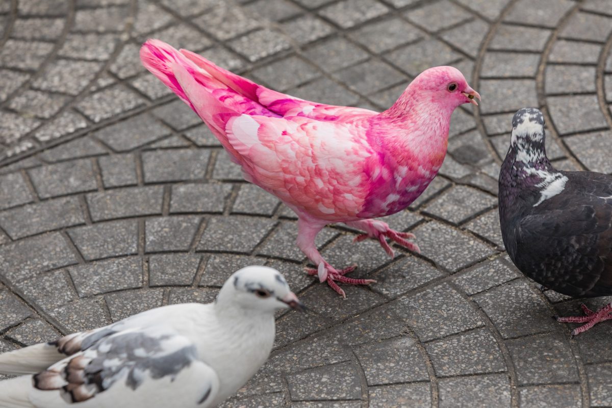 Für Party pink gefärbt: Ausgehungerte Taube in New Yorker Park gefunden